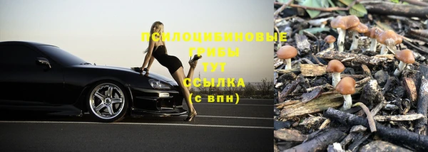 прущие грибы Алзамай
